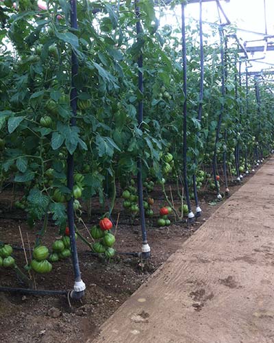 culture de tomates en pleine terre