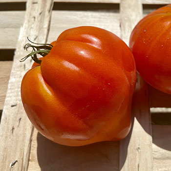 La tomate coeur de boeuf - Originale
