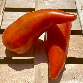 La tomate cornue des andes