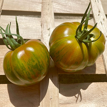 La tomate green zebra