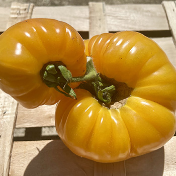 La tomate jaune ananas - Margold