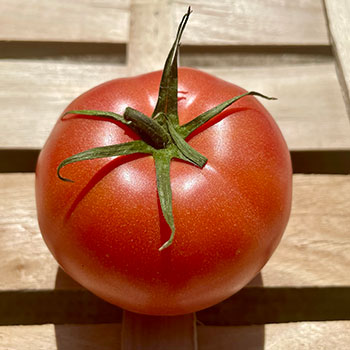 La tomate Rose de Berne