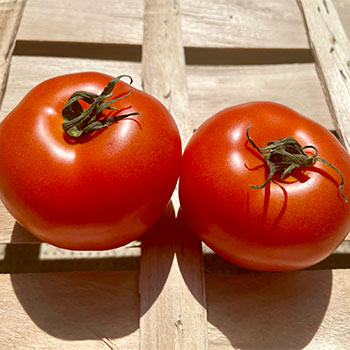La tomate rouge classique