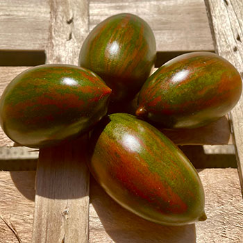 La tomate Zebra allongée